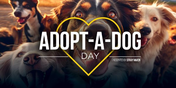 Group of happy dogs with the text "Adopt-A-Dog Day" inside a yellow heart outline, promoting a dog adoption event by Stray Haven.