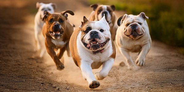 Bull Dog Races
