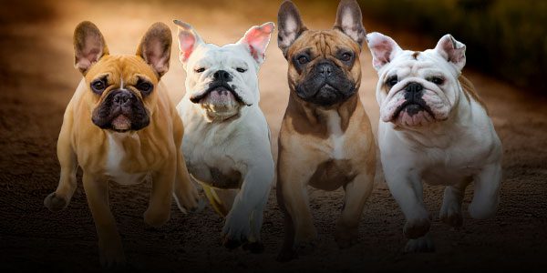Four bulldogs running together on a dirt path, facing forward.