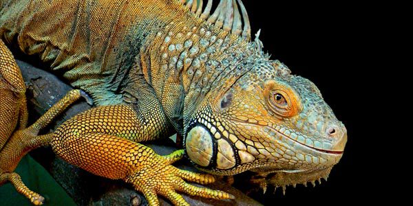A close up of an animal with its head on the ground