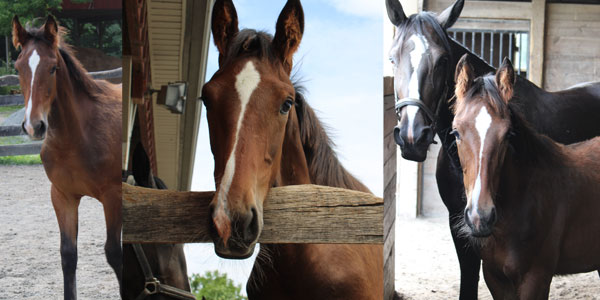 Three brown horses with white markings on their faces stand in different areas of a stable and paddock, facing the camera.